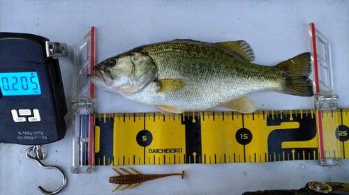ブラックバスの釣果