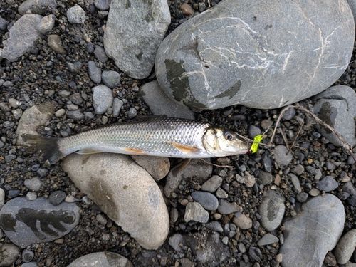 ニゴイの釣果