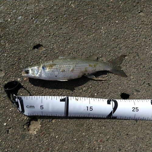 ボラの釣果