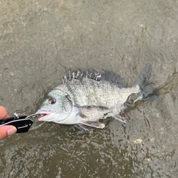 チヌ