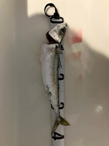 浜厚真漁港