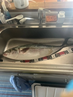 ブリの釣果