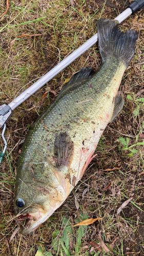 ラージマウスバスの釣果