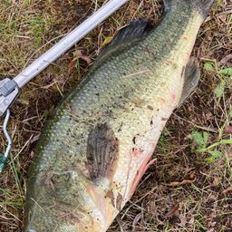 ラージマウスバス