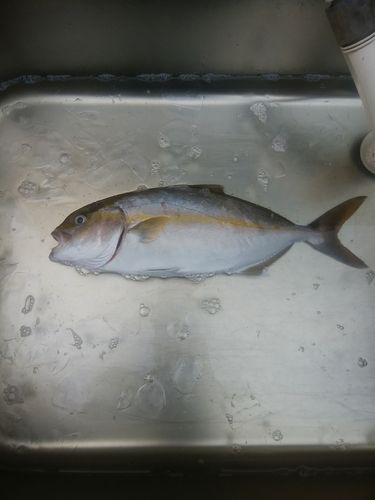 シオの釣果