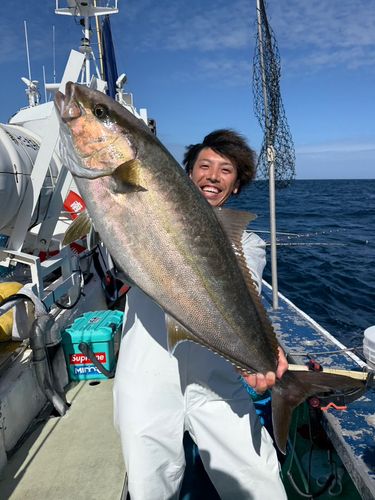 カンパチの釣果
