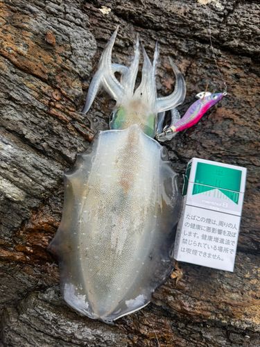 アオリイカの釣果