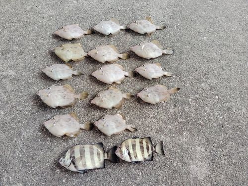カワハギの釣果