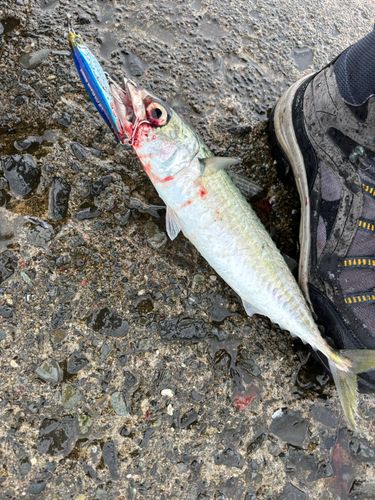 サバの釣果