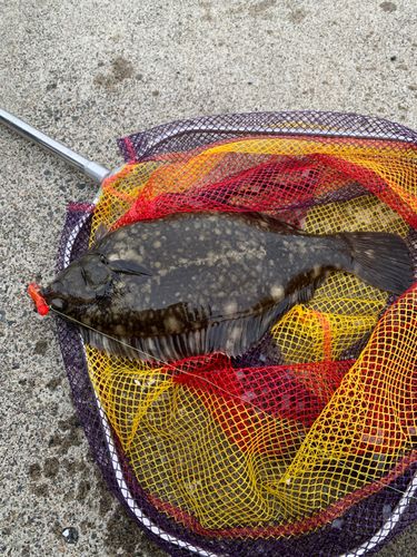 クロガシラガレイの釣果