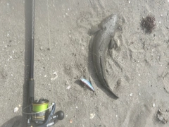 マゴチの釣果
