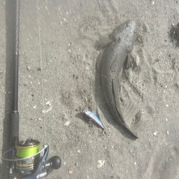 マゴチ