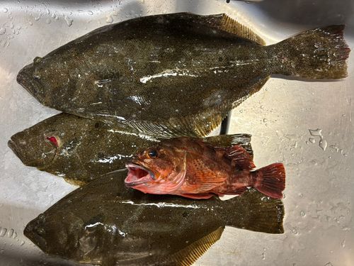 ヒラメの釣果