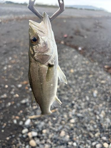 セイゴ（ヒラスズキ）の釣果