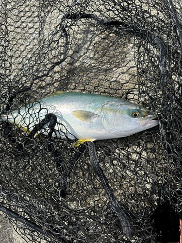 ワカシの釣果