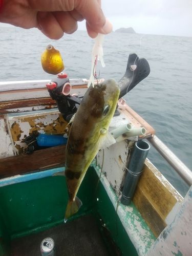 シロサバフグの釣果