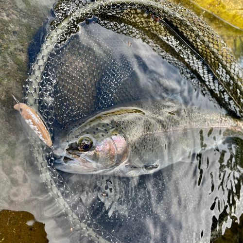 ニジマスの釣果
