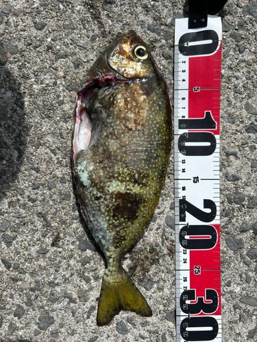 アイゴの釣果