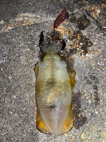 アオリイカの釣果