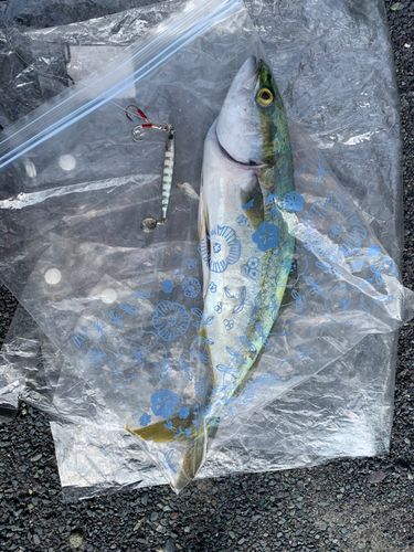 ヤズの釣果