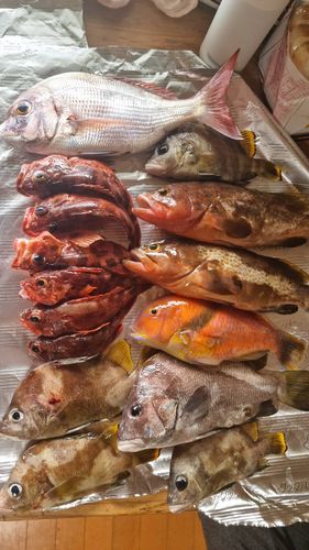 アコウの釣果