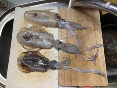 アオリイカの釣果