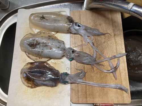 アオリイカの釣果