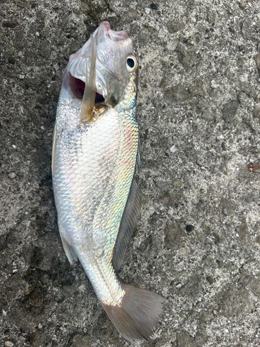 イシモチの釣果