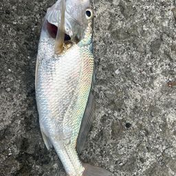 イシモチ
