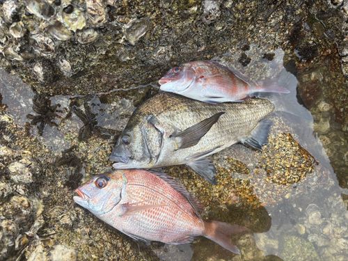 チヌの釣果