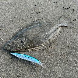 ヒラメ