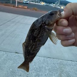 アイナメ