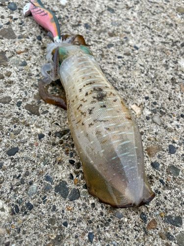 アオリイカの釣果