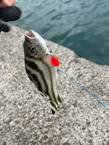 コトヒキの釣果