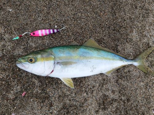 ワカシの釣果