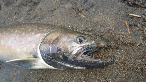 アメマスの釣果