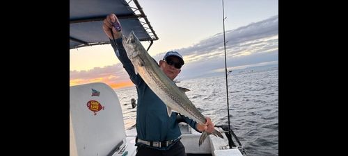 サワラの釣果