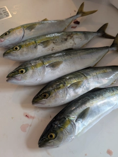 ヤズの釣果
