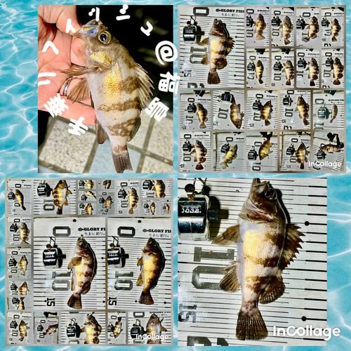 メバルの釣果