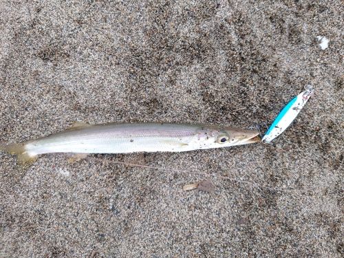 カマスの釣果