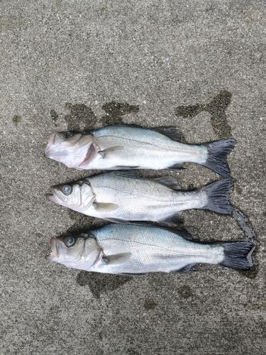 セイゴ（ヒラスズキ）の釣果
