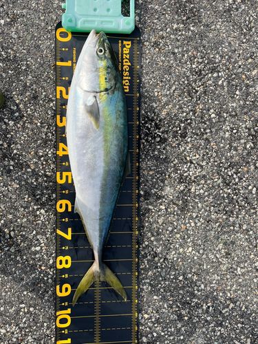 ブリの釣果