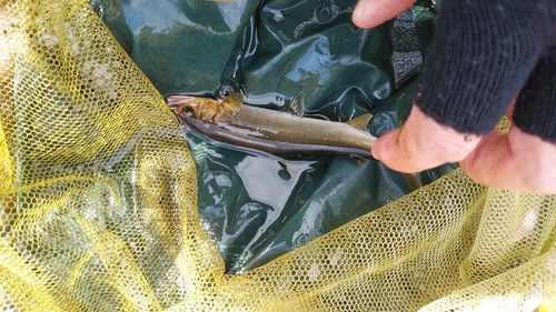 アユの釣果