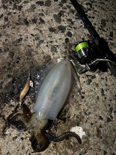 アオリイカの釣果