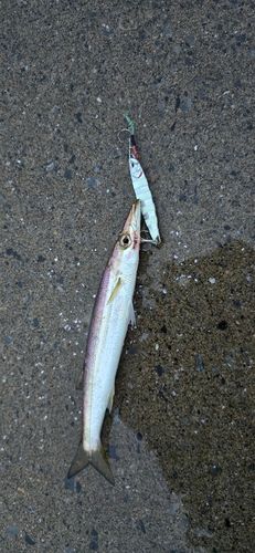 カマスの釣果