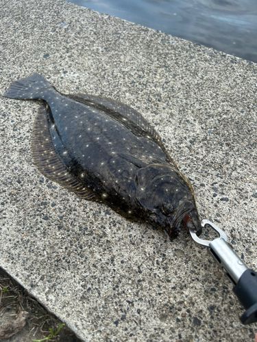 ヒラメの釣果