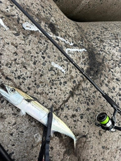 サゴシの釣果