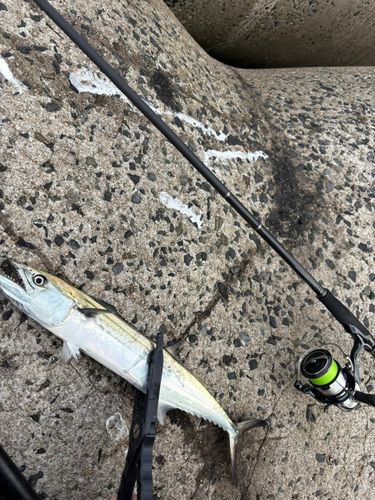 サゴシの釣果