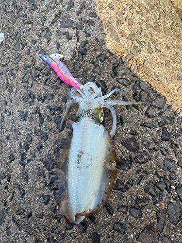 アオリイカの釣果