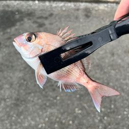 マダイ